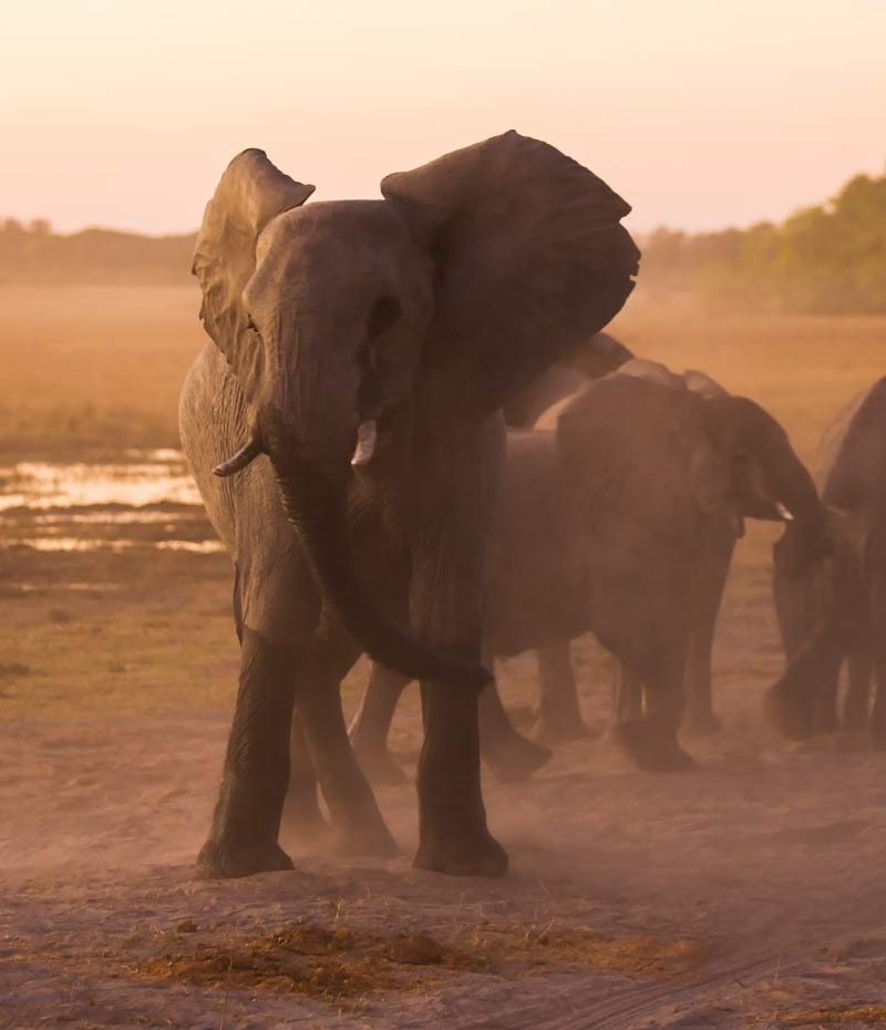 elefantes na savana durante safári na Namíbia na África