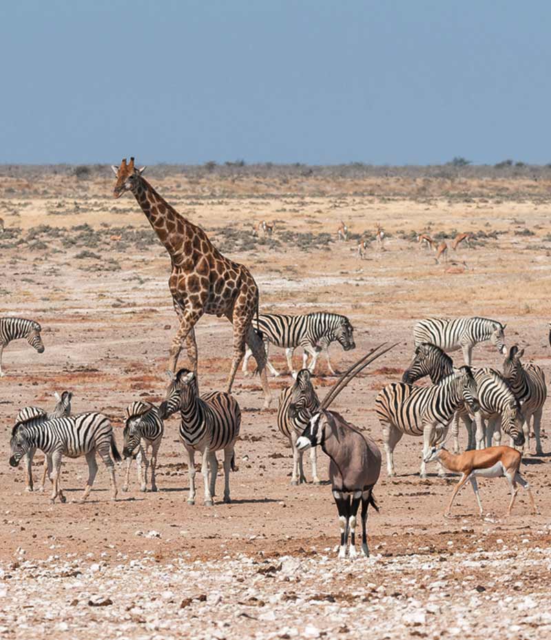 vida selvagem durante safári na Namíbia em cenário natural