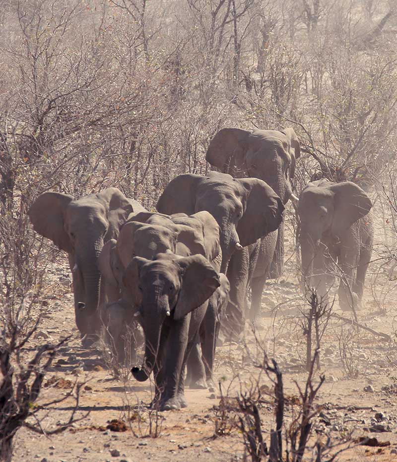 elefantes adaptados ao deserto durante safári em Damaraland no noroeste da Namíbia